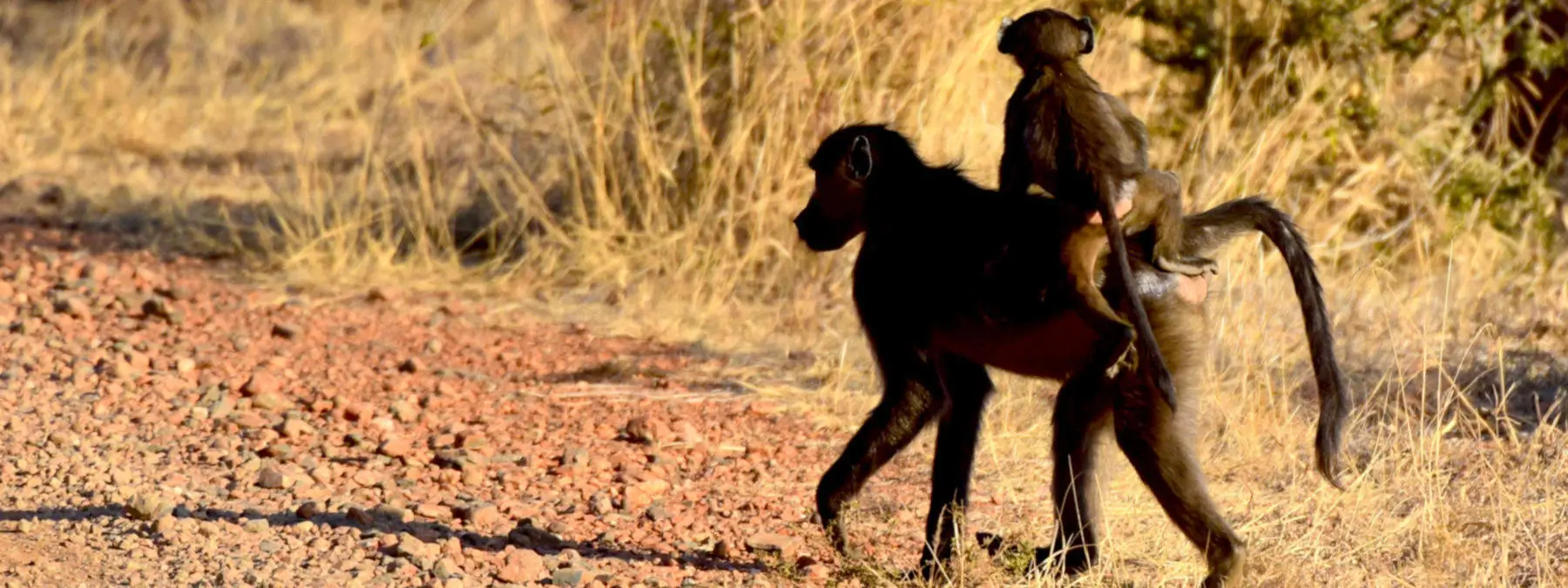 Ma baboon with baby on her back